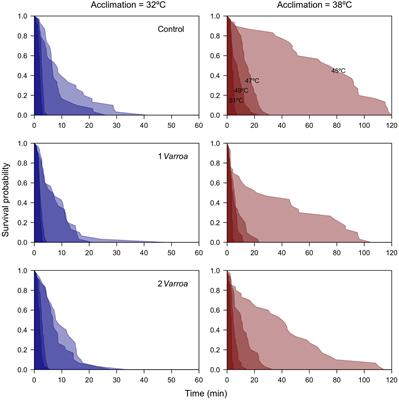 Heat Tolerance, Energetics, and Thermal Treatments of Honeybees Parasitized With Varroa